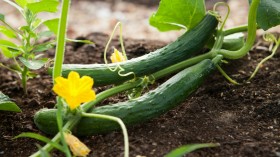 US Cucumber Recall: FDA Issues Warning Against Selling, Consumption of the Contaminated Plant Amid Salmonella Outbreak