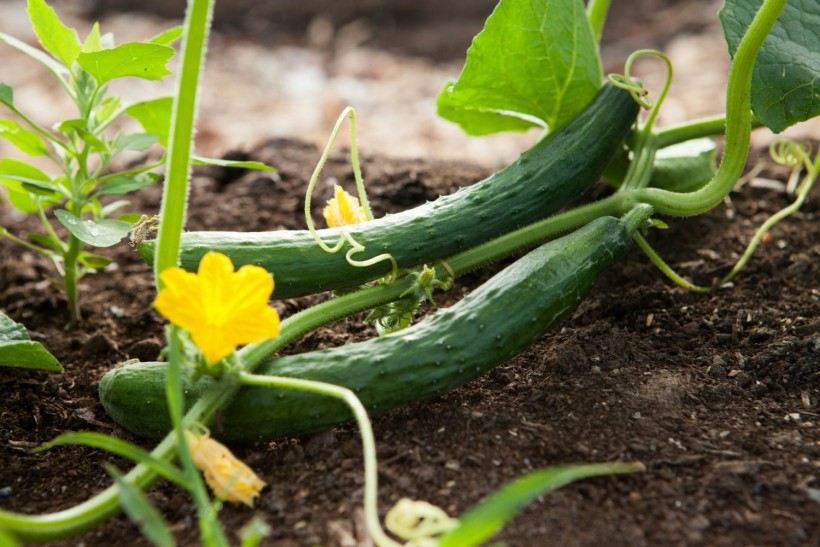 US Cucumber Recall: FDA Issues Warning Against Selling, Consumption of the Contaminated Plant Amid Salmonella Outbreak