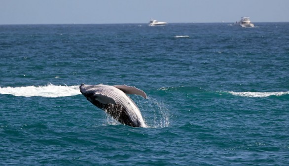 MEXICO-ENVIRONMENT-LOS CABOS-WHALE