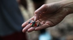 Invasive Species Spotted Lanternfly Permeates Across Northeast With Fears They Could Spread Further