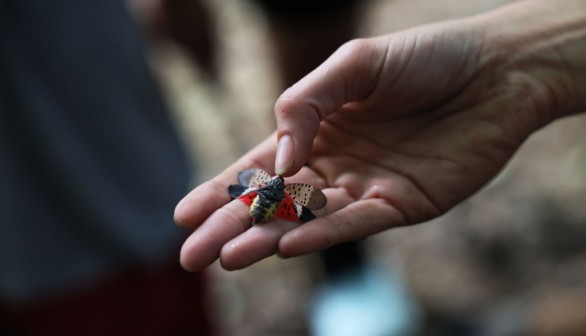 Invasive Species Spotted Lanternfly Permeates Across Northeast With Fears They Could Spread Further