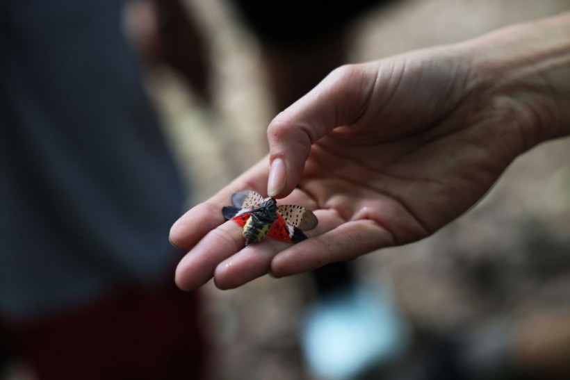 Invasive Species Spotted Lanternfly Permeates Across Northeast With Fears They Could Spread Further