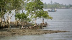 INDIA-ENVIRONMENT-MANGROVE-SUNDERBANS