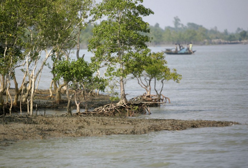 INDIA-ENVIRONMENT-MANGROVE-SUNDERBANS