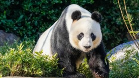 Wang Wang the Panda at Adelaide Zoo on June 16, 2024 in Adelaide, Australia. 