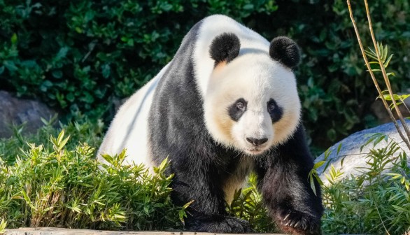 Wang Wang the Panda at Adelaide Zoo on June 16, 2024 in Adelaide, Australia. 