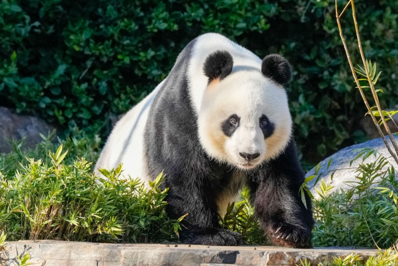 Wang Wang the Panda at Adelaide Zoo on June 16, 2024 in Adelaide, Australia. 