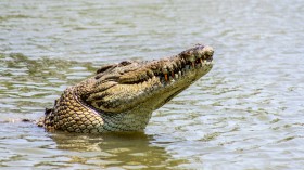 Crocodile That Stalks Children, Adults in Australia’s Aboriginal Community Finally Caught and Turned Into 'Traditional Feast'