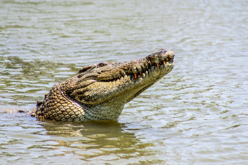 Crocodile That Stalks Children, Adults in Australia’s Aboriginal Community Finally Caught and Turned Into 'Traditional Feast'