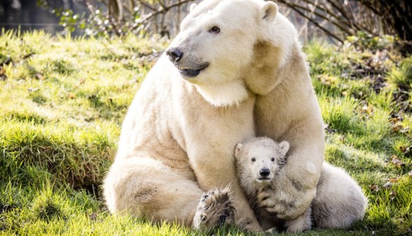 Polar Bears