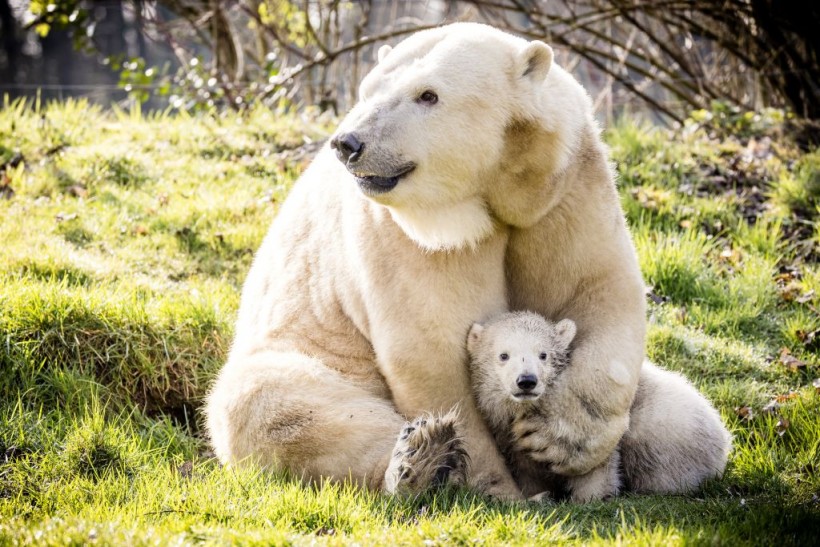 Polar Bears