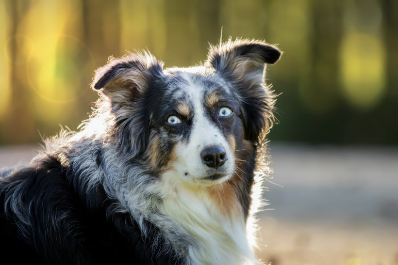 Portrait of an Australian shepherd with wide-opened eyes