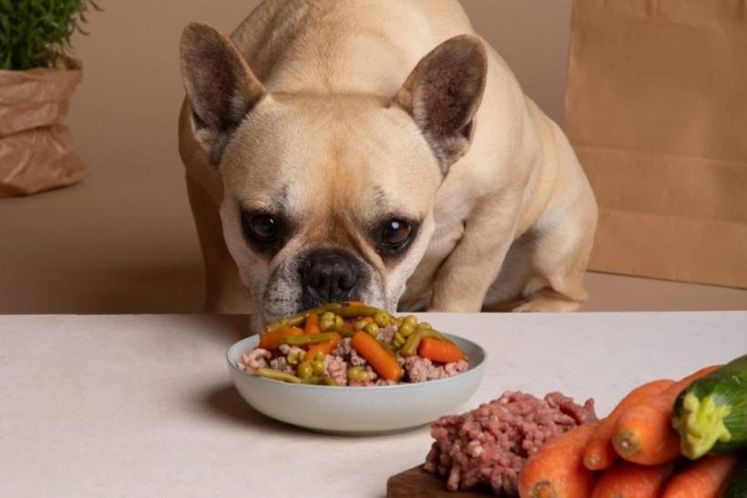 View of adorable dog with bowl of food