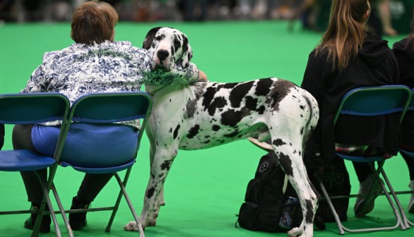 A Great Dane 