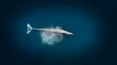 Gray Whale Size Shortens by 13% Since 2000, Problem Linked to Changing Food Web and Nutrition [Study]