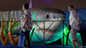 A Megalodon on display