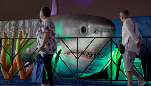 A Megalodon on display