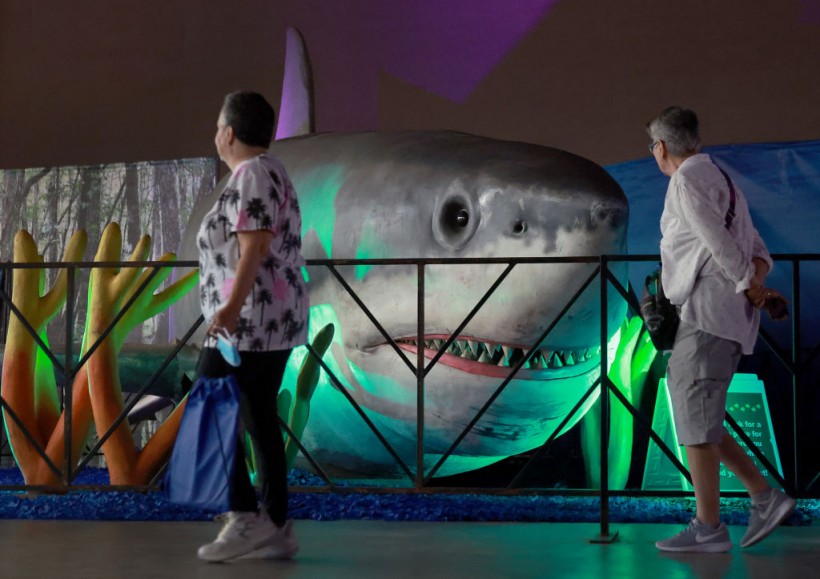 A Megalodon on display