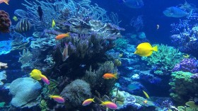 coral reefs