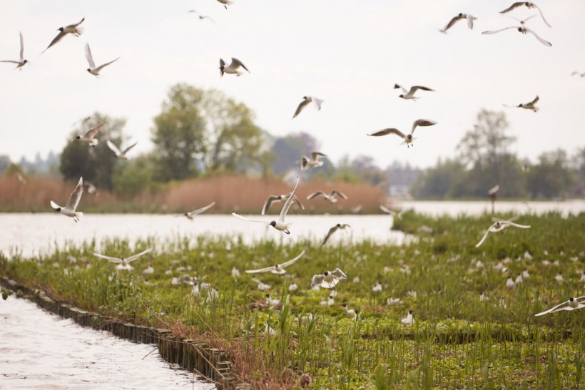 Seabirds