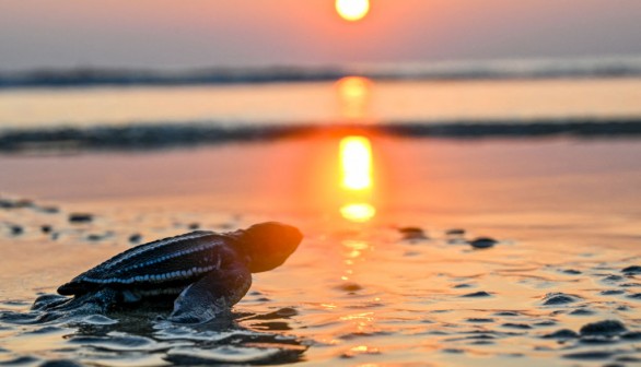 TOPSHOT-INDONESIA-CONSERVATION-TURTLE