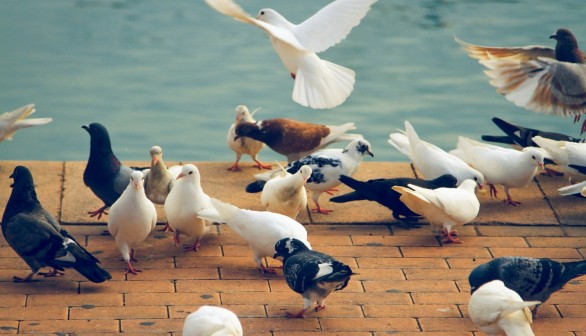 Pigeon Culling Underway in German Town as Locals Vote for Eradication of the 'Sky Rats'