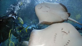 A stock photo of stingrays