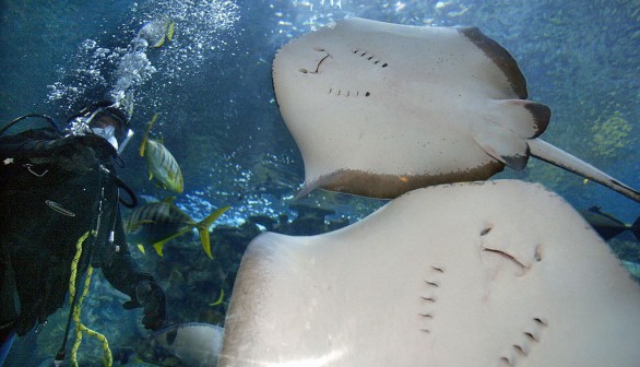 A stock photo of stingrays