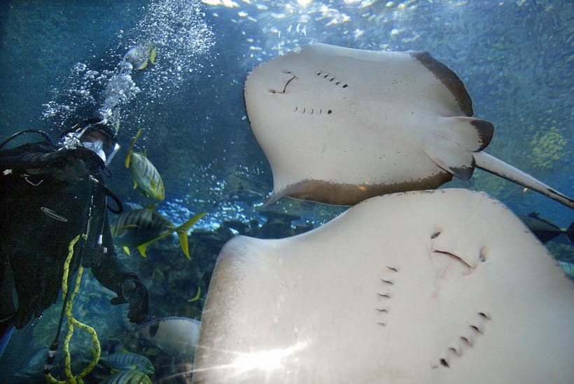 A stock photo of stingrays