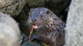 otter