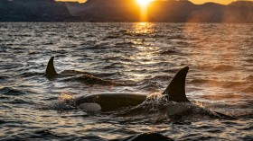 Orcas Targeting Large Shark Species on the Rise Across Gulf of California, Causing Potential Impact on Ecosystem [Study]