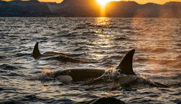 Orcas Targeting Large Shark Species on the Rise Across Gulf of California, Causing Potential Impact on Ecosystem [Study]