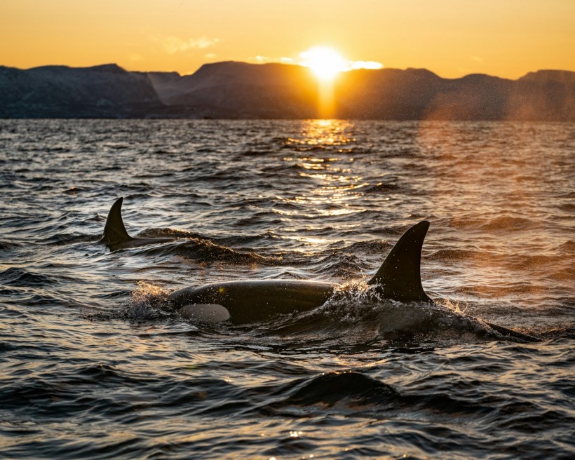 Orcas Targeting Large Shark Species on the Rise Across Gulf of California, Causing Potential Impact on Ecosystem [Study]