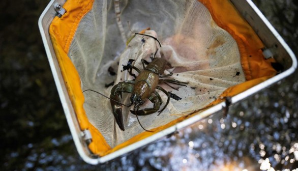 BRITAIN-ENVIRONMENT-WILDLIFE-RESTAURANT-FOOD