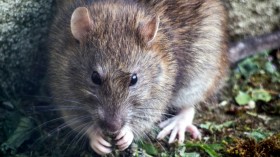 Rat Infestation Can be Prevented by Planting Certain Flower Species: Gardening Expert Says