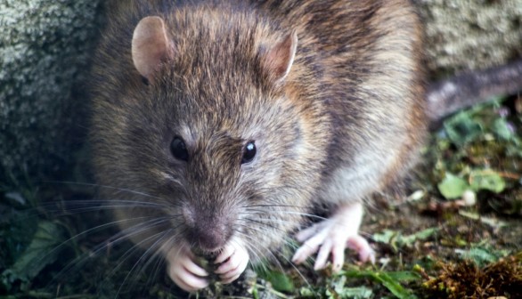 Rat Infestation Can be Prevented by Planting Certain Flower Species: Gardening Expert Says