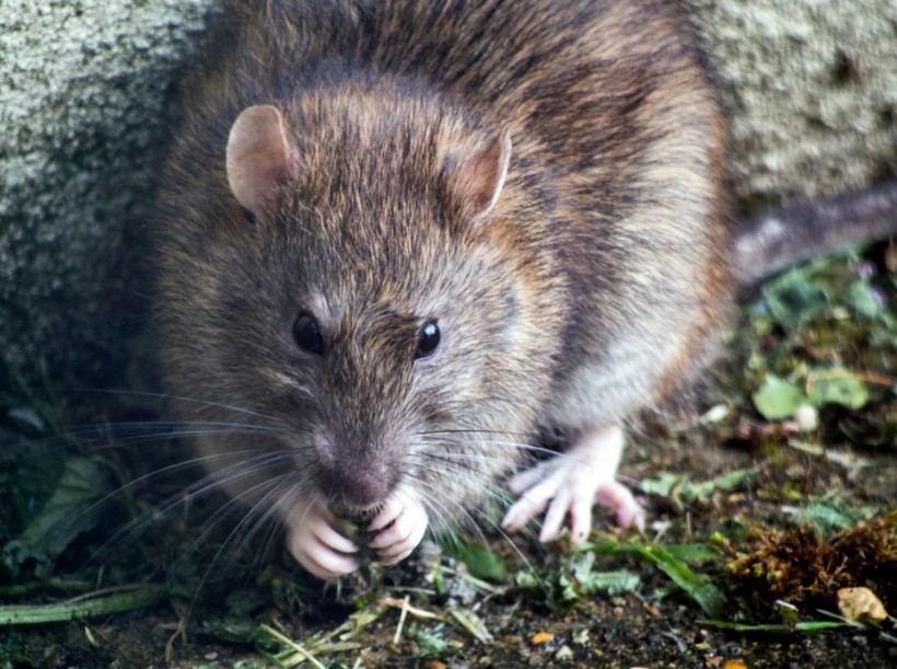 Rat Infestation Can be Prevented by Planting Certain Flower Species: Gardening Expert Says