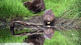 BRITAIN-SCOTLAND-AGRICULTURE-ENVIRONMENT-ANIMAL