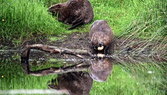 BRITAIN-SCOTLAND-AGRICULTURE-ENVIRONMENT-ANIMAL