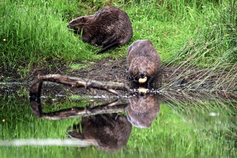 BRITAIN-SCOTLAND-AGRICULTURE-ENVIRONMENT-ANIMAL