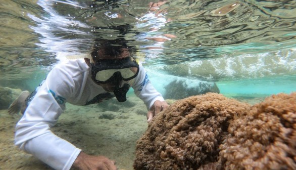 Invasive coral Unomia Stolonifera