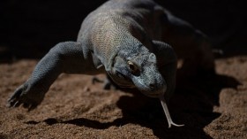 A Komodo dragon