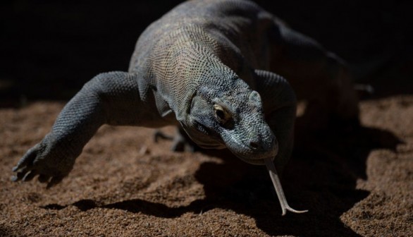 A Komodo dragon