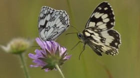 EU Passes Nature Restoration Law