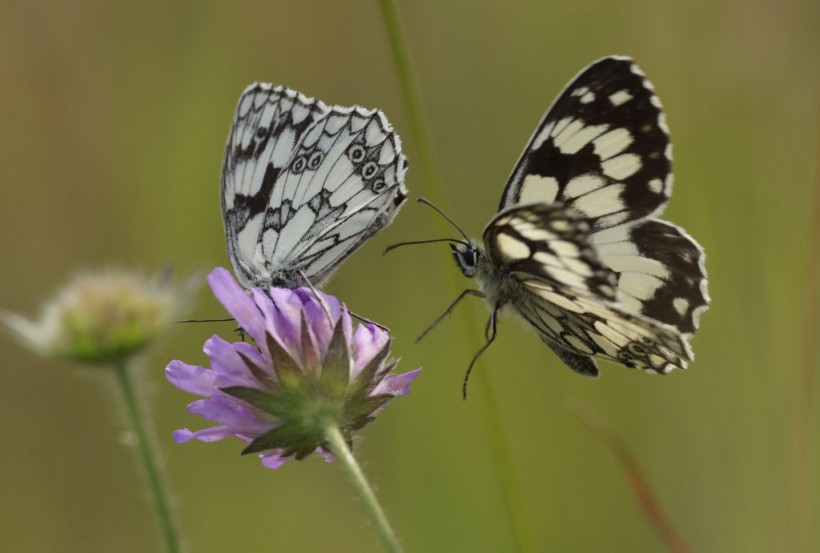 EU Passes Nature Restoration Law