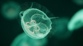 Glowing Sea Creatures: Fluorescent Species Discovered in the Waters of Egypt and Indonesia [Study]