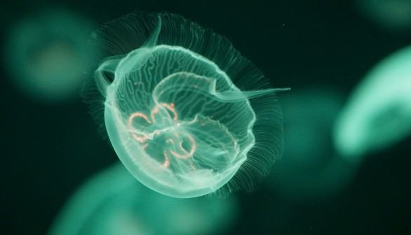Glowing Sea Creatures: Fluorescent Species Discovered in the Waters of Egypt and Indonesia [Study]
