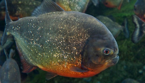 piranha