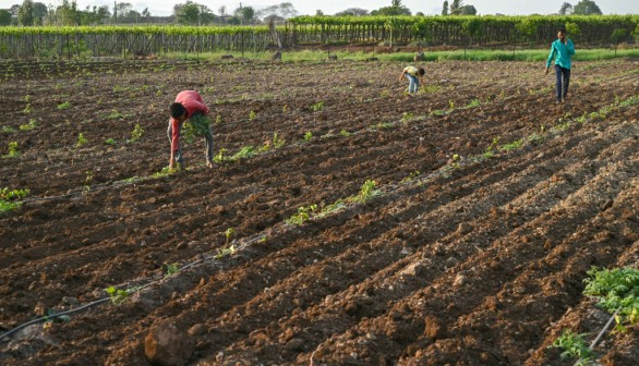 Sawargaon village of Nashik.