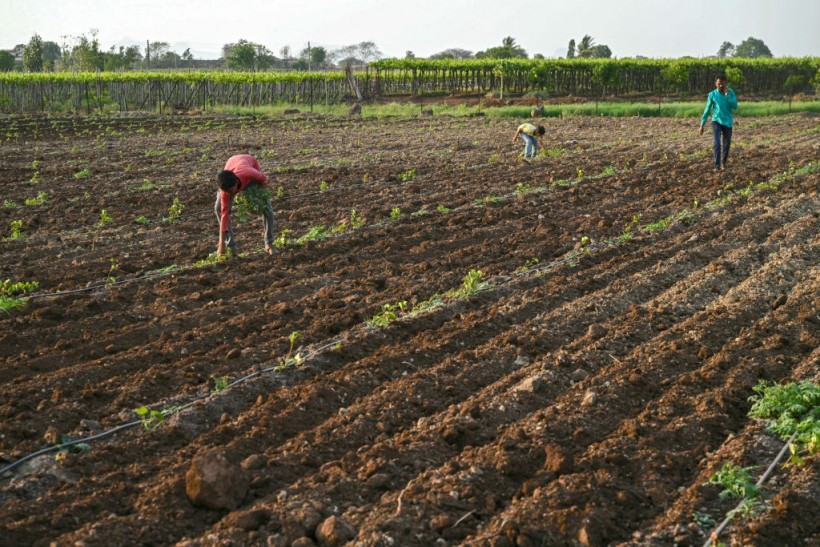 Sawargaon village of Nashik.